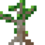 Mangrove Sapling.png