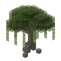 Mangrove Tree.png